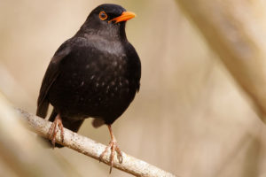 250.000 gemeldete Amseln: Klingt viel, ist jedoch Grund zur Sorge für die Vogelexperten. - Foto: Rüdiger Arp 250.000 gemeldete Amseln: Klingt viel, ist jedoch Grund zur Sorge für die Vogelexperten. - Foto: Rüdiger Arp